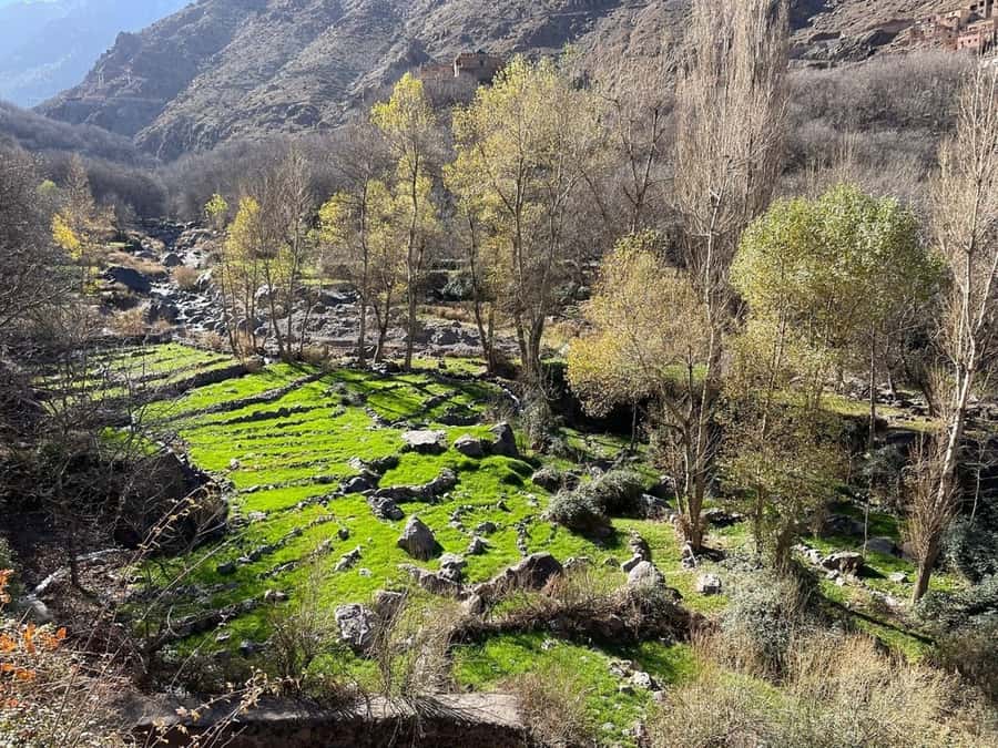 Marrakech: Atlas Mountains, Camel Ride, Waterfalls, & Lunch - Lunch in a Berber family home