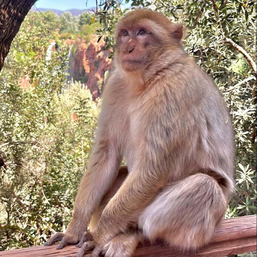 Marrakech: ourika valley lunch & guided hike to waterfalls - The guides and the quality of organization