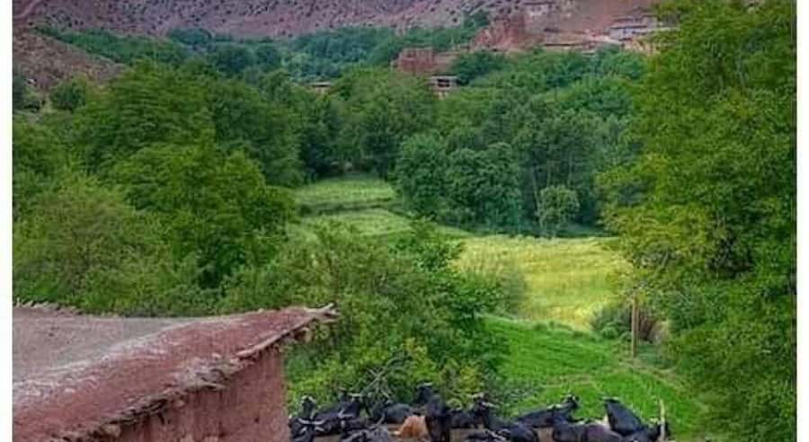 Marrakech: ourika valley lunch & guided hike to waterfalls - Is $12 genuinely good value?