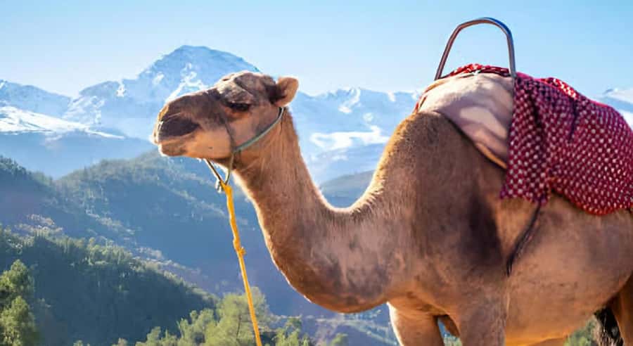 Marrakech: Ourika Valley Waterfalls Hike & Traditional Lunch - Tea, village life, and the first Ourika stop