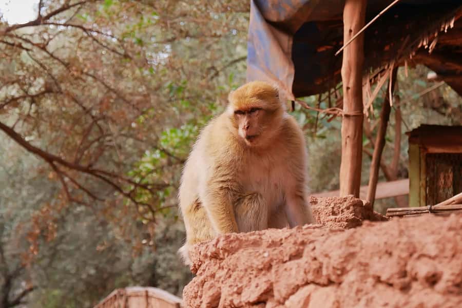 Marrakech: Ouzoud Waterfalls Day-Trip - Who will enjoy this day trip most