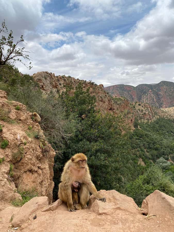Marrakech : Ouzoud Waterfalls & Guided Tour & Boat Ride - Barbary macaques and the river below