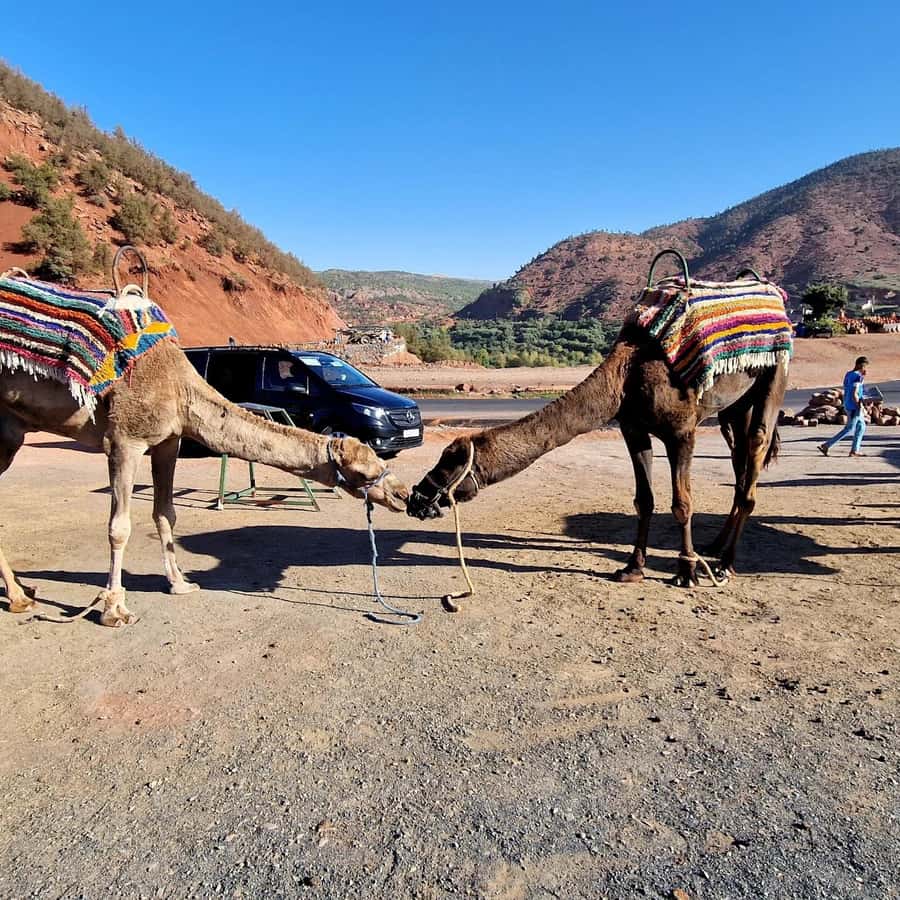Marrakech: Ouzoud Waterfalls Trip, Guide & Boat + Lunch - The climb out and the return to Marrakech