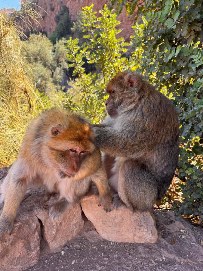 Marrakech: Ouzoud Waterfalls Trip, Guided Hike & Boat Option - Monkeys Along the Route