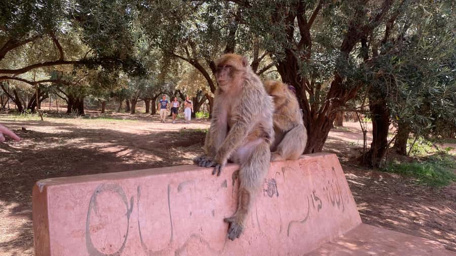 Marrakech: Ouzoud Waterfalls Trip, Guided Hike & Boat Option - Berber Lunch Above the Water