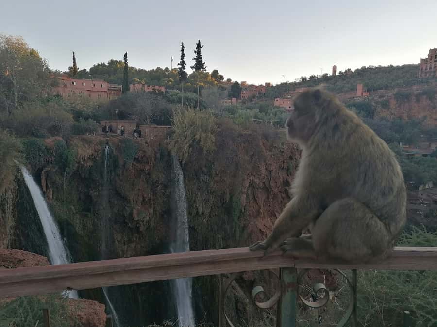Marrakech to Ouzoud waterfalls day tour - Guide & boat ride - Meeting the Barbary apes