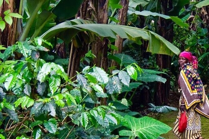 Materuni Waterfalls, Kikuletwa Chemka Hot springs, Coffee tour - A full day built around Kilimanjaro’s foothills