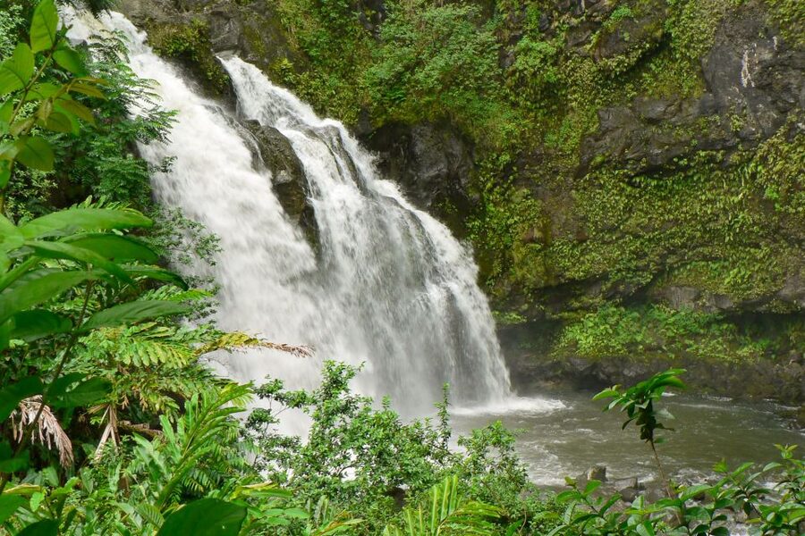 Maui: Guided Rainforest and Waterfall Walk & Swim - A short rainforest walk with a real payoff
