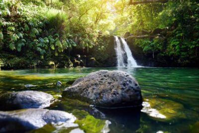 Guided Rainforest and Waterfall Walk & Swim