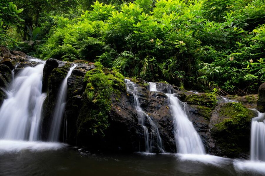 Maui: Guided Rainforest and Waterfall Walk & Swim - Why families tend to like this outing