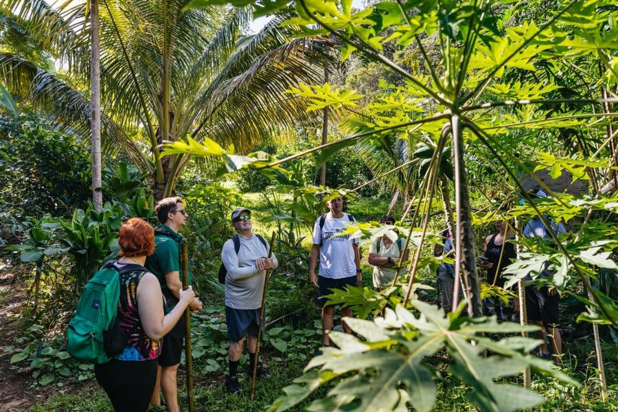 Maui: Rainforest Waterfalls Guided Hike with Picnic Lunch - Key points to know before booking