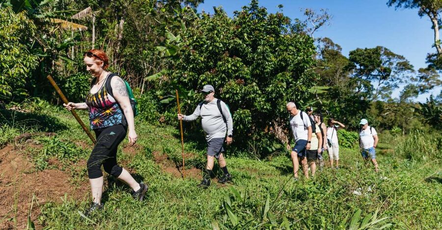 Maui: Rainforest Waterfalls Guided Hike with Picnic Lunch - The best part: learning the plants as you walk