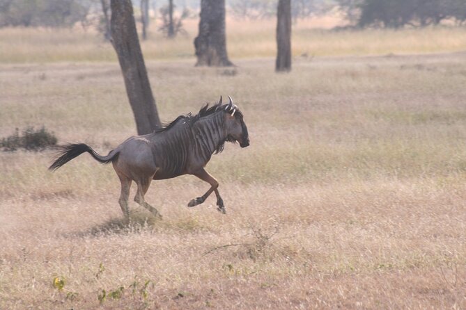 Mikumi National Park & Udzungwa Water Falls 3 Days Group Tour - Who will enjoy this three-day trip