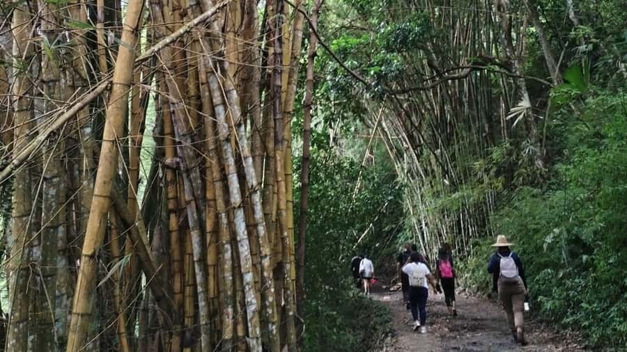 Minca: Hidden Waterfall + Coffee and Cocoa Workshop - Why this Minca day works so well