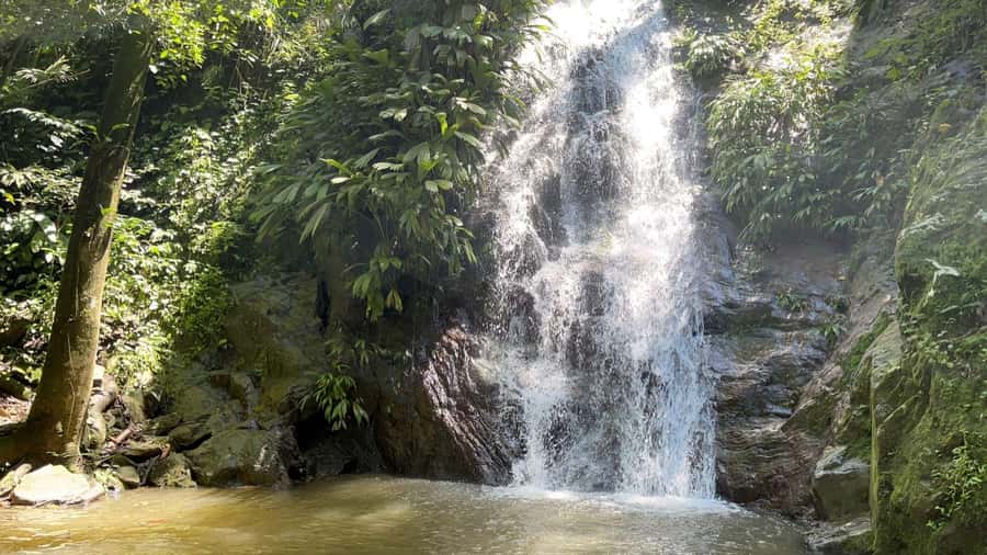 Minca: Hidden Waterfall + Coffee and Cocoa Workshop - The first 50-minute walk and the coffee lesson