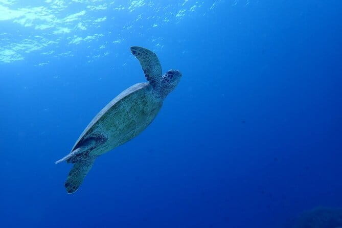 Moalboal Sardine Run, Sea Turtle and Mantayupan Falls - Key points before you book