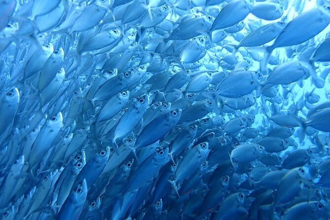 Moalboal Sardine Run, Sea Turtle and Mantayupan Falls - The 5:00 am pickup and road journey