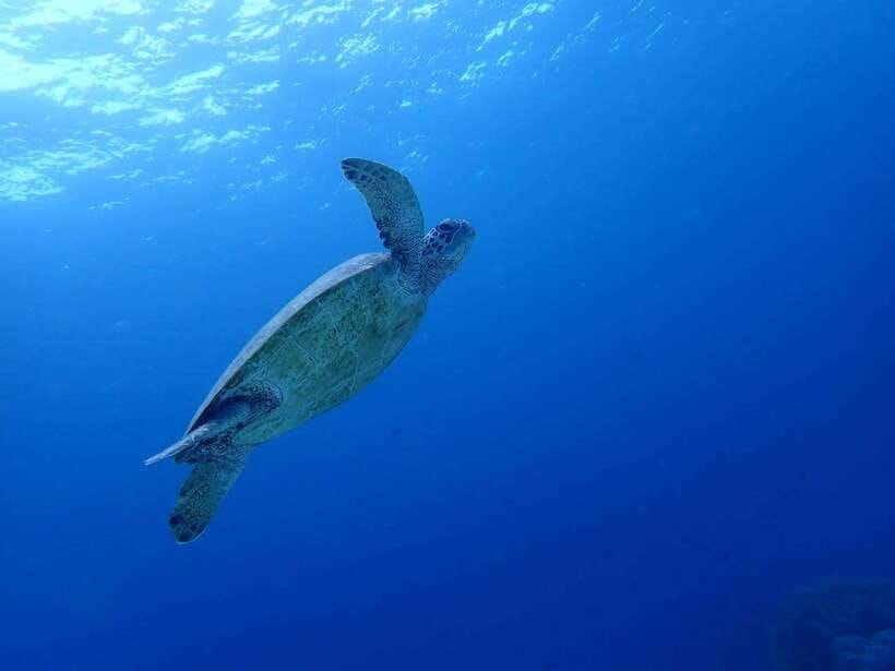 Moalboal Sardine Run, Sea Turtle & Mantayupan Falls - Two Cebu attractions in one long day
