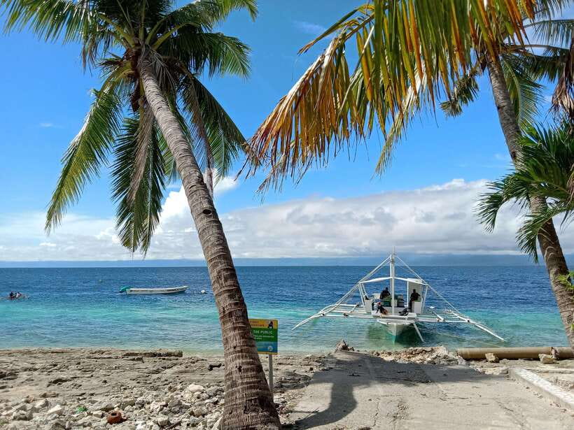 Moalboal Sardine Run, Sea Turtle & Mantayupan Falls - Sea turtles and the responsibility of getting close