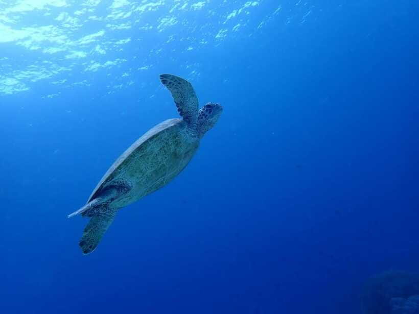 Moalboal Sardine Run, Sea Turtle & Mantayupan Falls - Should you book it?