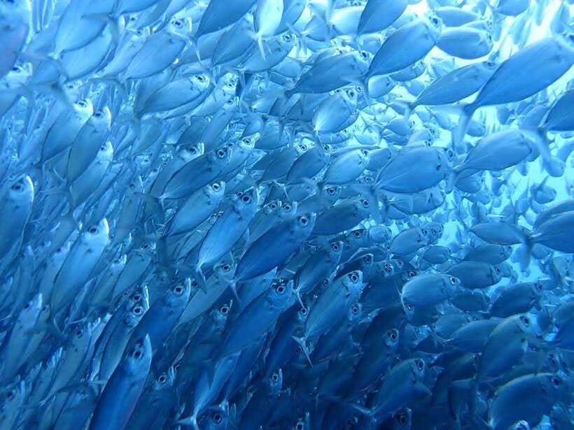 Moalboal Sardine Run, Sea Turtle & Mantayupan Falls - The pre-dawn pickup from Cebu City or Mactan