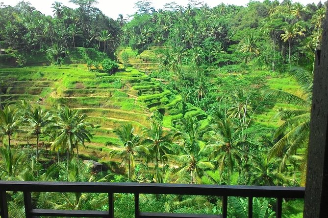 Monkey Forest, Ubud, Waterfall and Rice Terrace - Why this private Ubud day works well