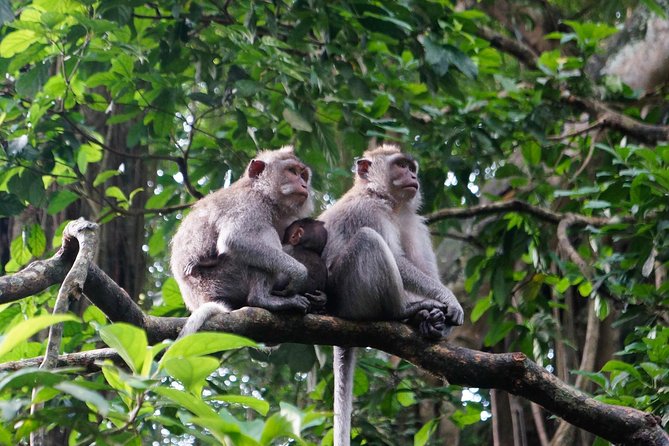 Monkey Forest, Ubud, Waterfall and Rice Terrace - Tegalalang Rice Terrace: scenery with a practical catch