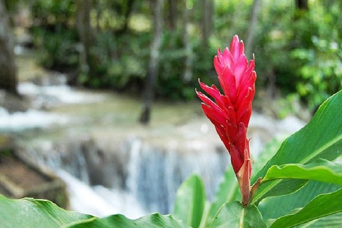 Montego Bay to Dunn's River Falls Half-Day Trip - Is $75 a fair price?