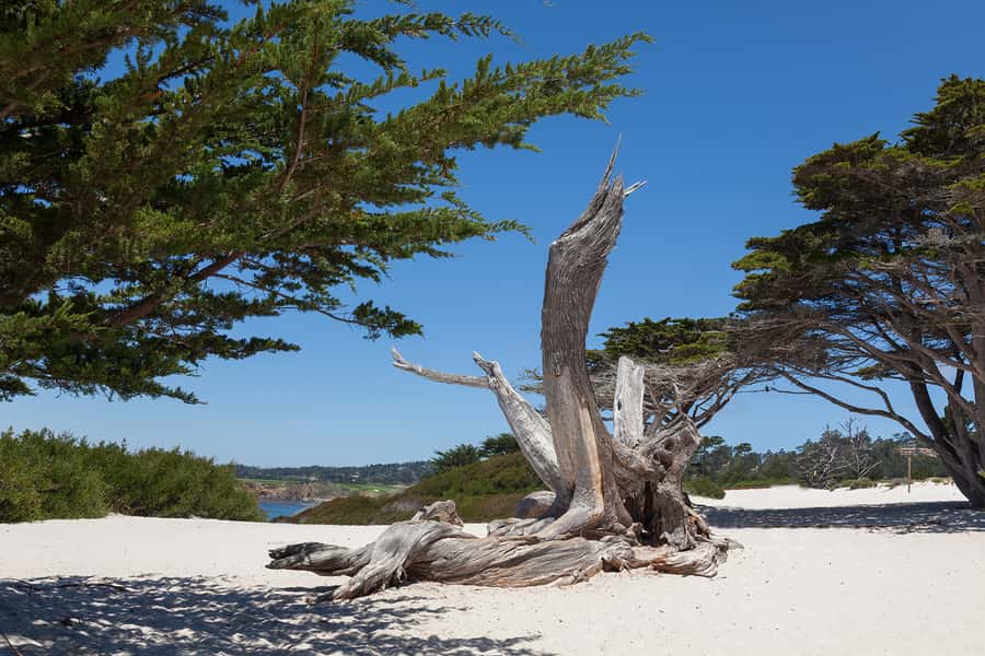 Monterey, Carmel, 17 Mile Dr, Big Sur & Mcway Falls Pvt Tour - Monterey and Cannery Row: a lively first coastal stop