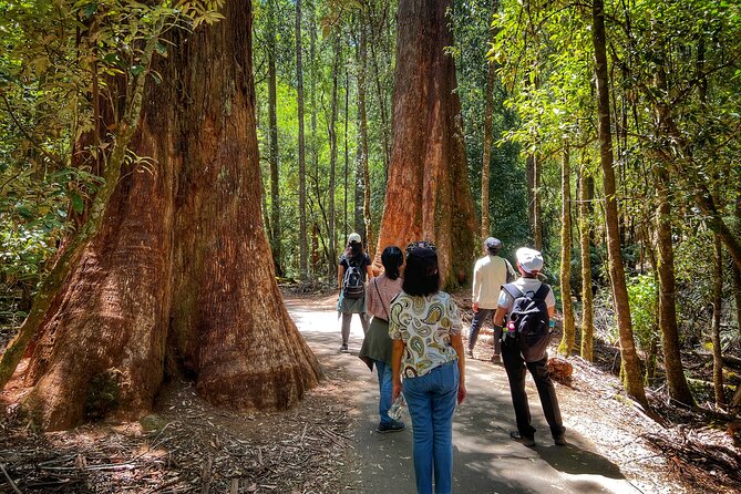 Mt Field National Park and Russell Falls from Hobart - Practical advice for a smoother day