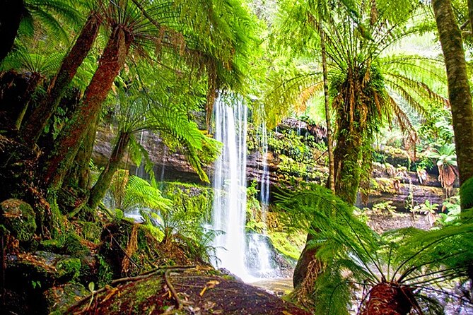 Mt Field National Park and Russell Falls from Hobart - The Tall Trees Walk is the day’s big visual moment