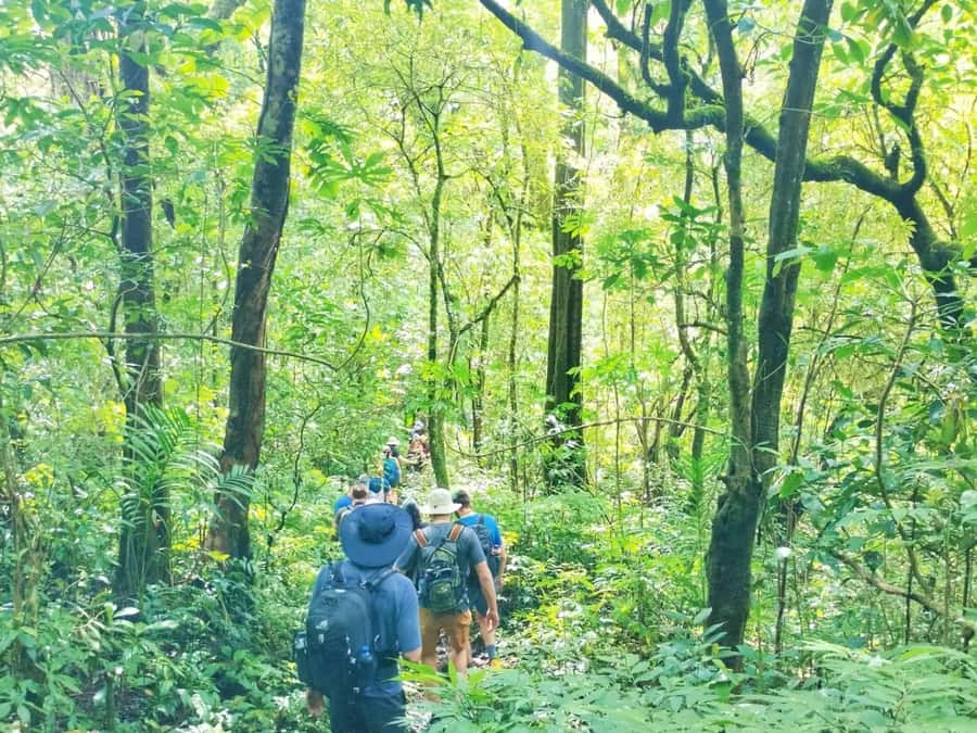 Munduk : Jungle Trekking,Canoeing,waterfall &authentic lunch - Why This Five-Hour Outing Works