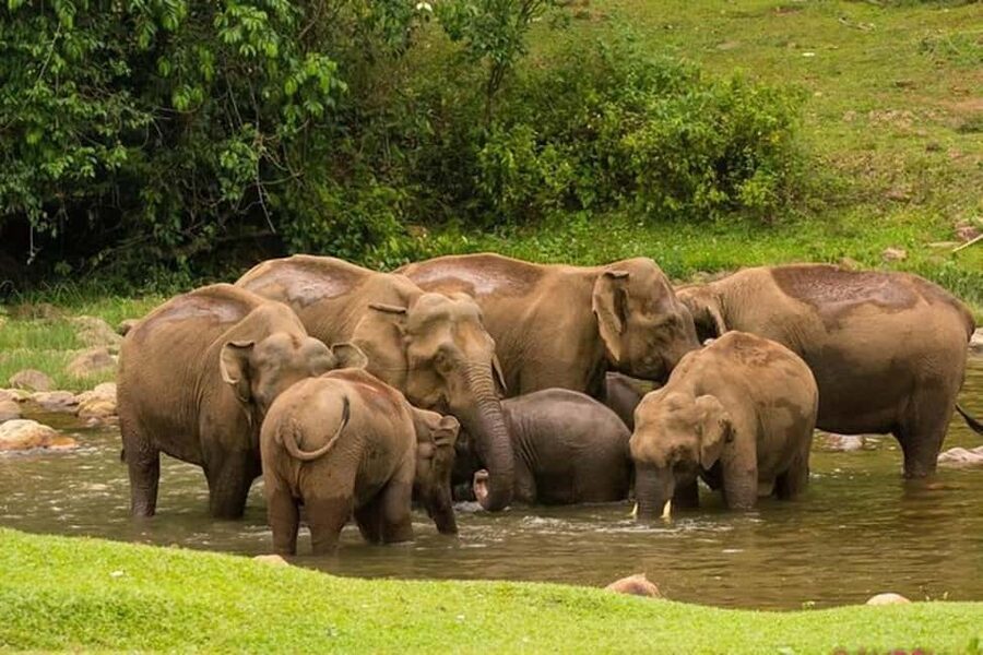 Munnar: Anakulam Jeep Safari with Waterfall and Elephant - What this Munnar outing really is