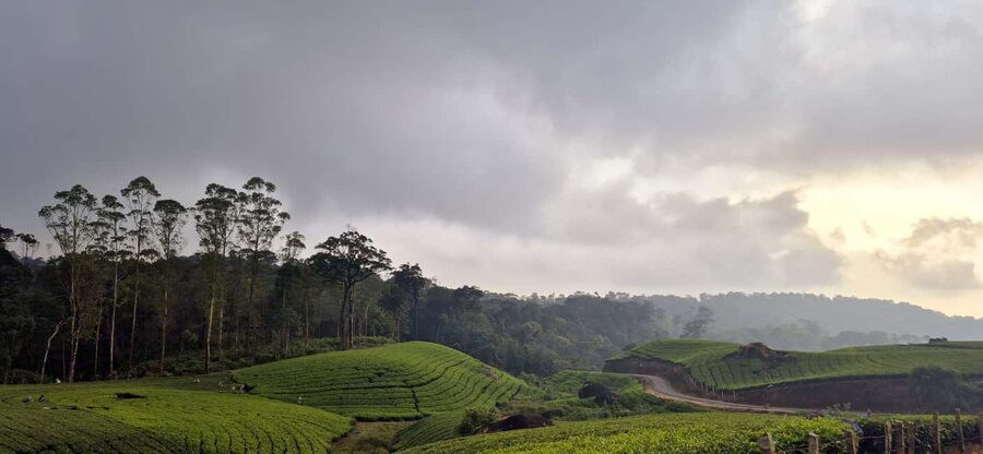 Munnar: Anakulam Jeep Safari with Waterfall and Elephant - The hanging bridge and Tiger Cave