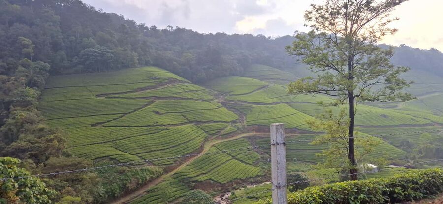 Munnar: Anakulam Jeep Safari with Waterfall and Elephant - Waiting for elephants at Anakulam