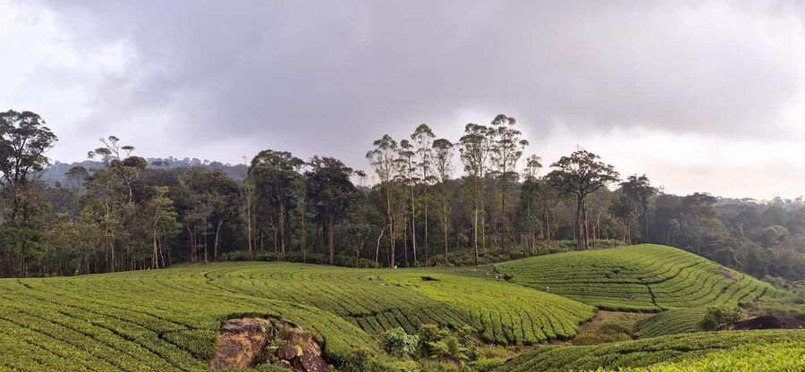 Munnar: Anakulam Jeep Safari with Waterfall and Elephant - Guides, languages, and the private vehicle