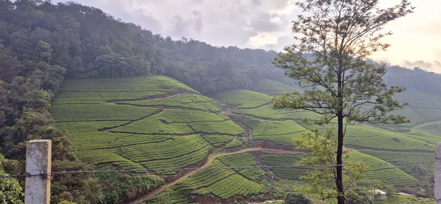 Munnar: Anakulam Jeep Safari with Waterfall and Elephant - Price, extra fees, and overall value