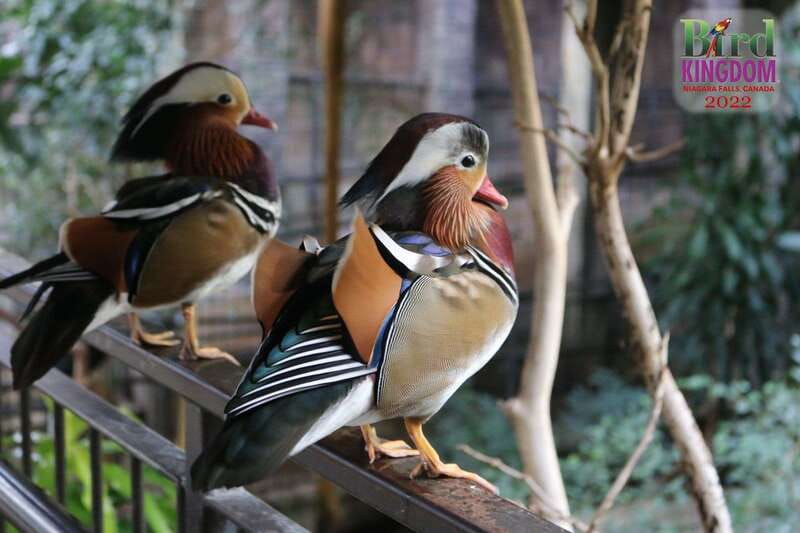 Niagara Falls, Canada: Bird Kingdom Entry Ticket - Practical tips for a smoother visit