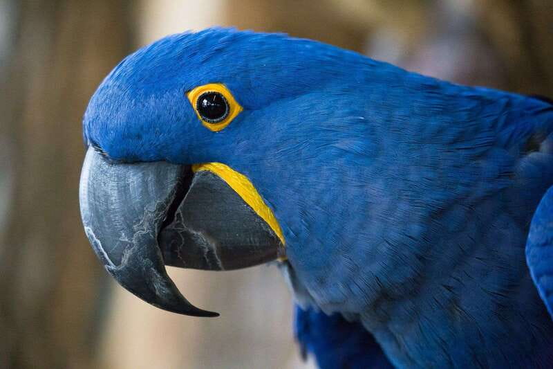 Niagara Falls, Canada: Bird Kingdom Entry Ticket - A five-minute walk from Niagara Falls