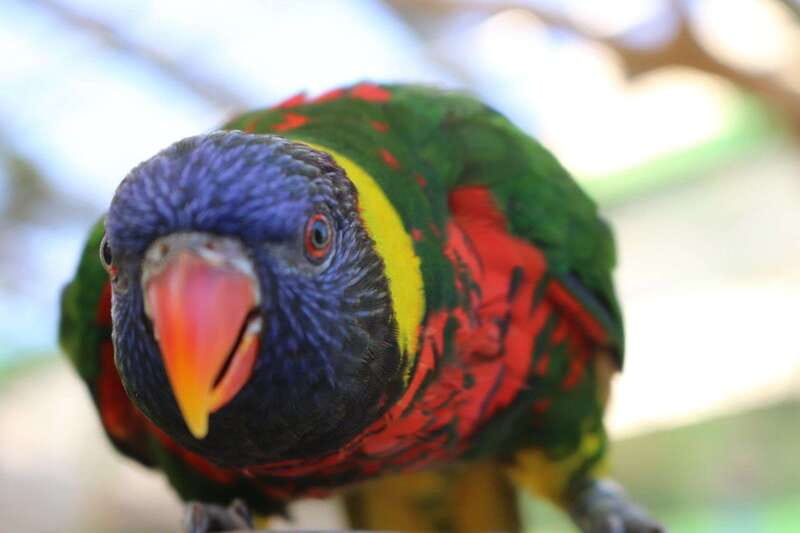 Niagara Falls, Canada: Bird Kingdom Entry Ticket - Is the $18 admission good value?