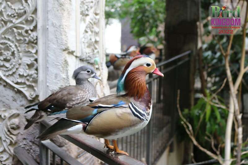 Niagara Falls, Canada: Bird Kingdom Entry Ticket - Who will enjoy Bird Kingdom most?