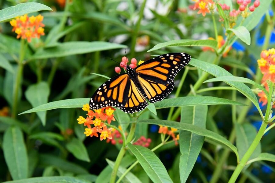 Niagara Falls, Canada: Butterfly Conservatory Admission - Walking Among 45 Butterfly Species