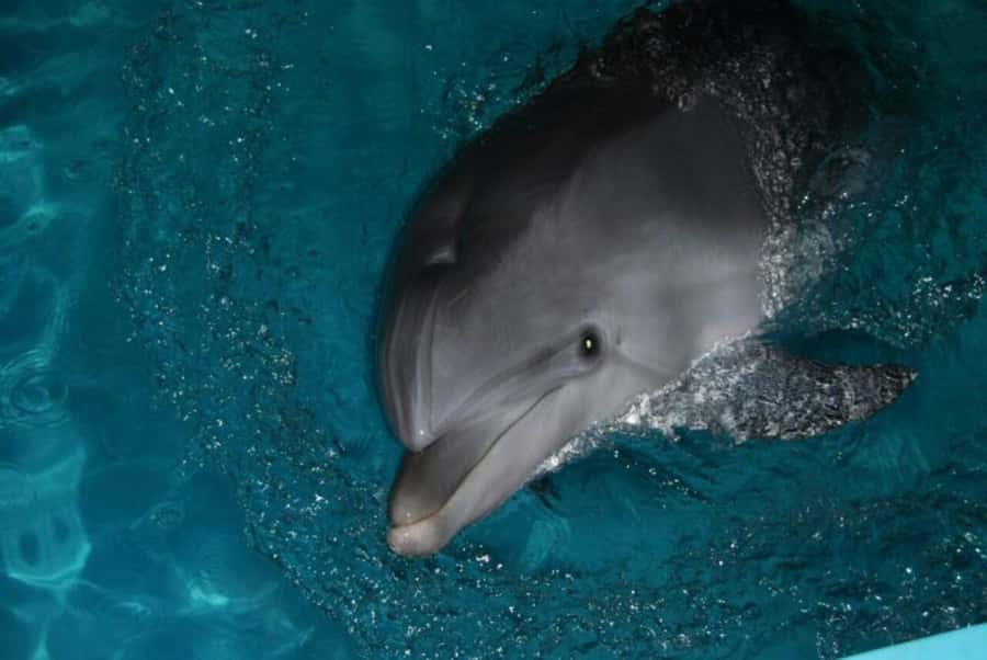 North Bali: Dolphin, Ulun Danu Temple, & Banyumala Waterfall - Snorkeling after the dolphin search