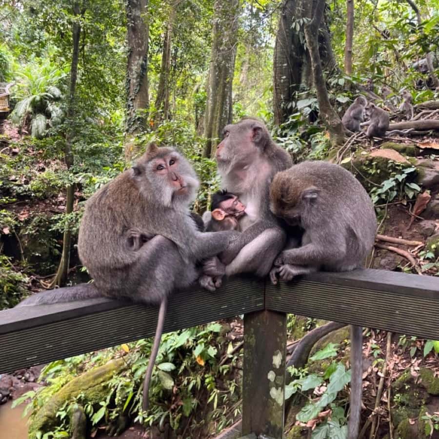 North Bali: Monkey Forest -Waterfall- Rice Terrace-Ulun Danu - Leke Leke Waterfall and the optional swim