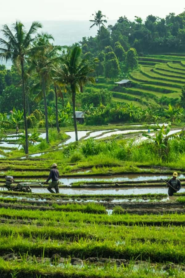 North Bali: Monkey Forest -Waterfall- Rice Terrace-Ulun Danu - What the private vehicle adds