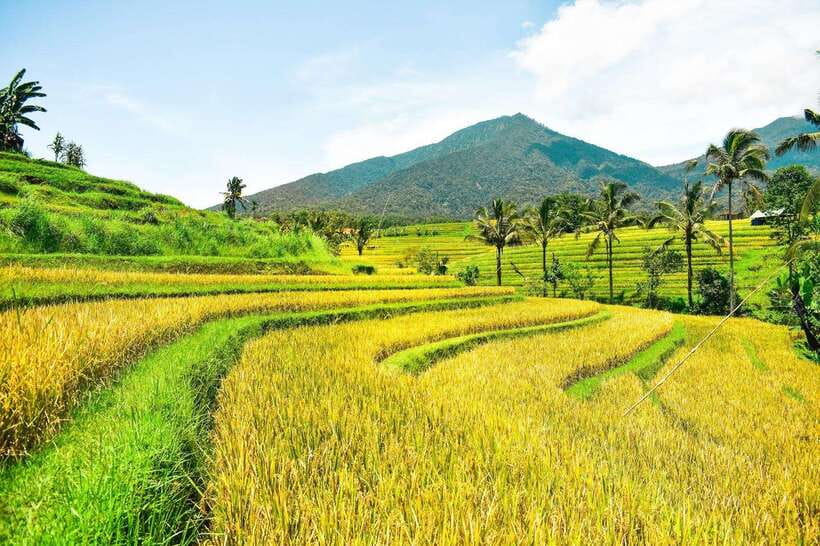 North Bali: Private Day Tour with Banyumala Waterfall - The coffee visit and the civet question