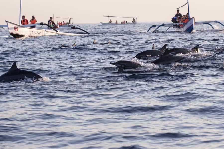North Bali: Sunrise Tour with Dolphins, Waterfalls & Temples - Who should book this experience?