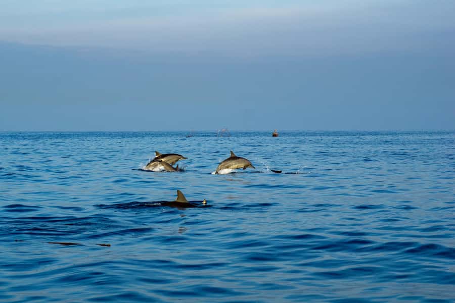 North Bali: Sunrise Tour with Dolphins, Waterfalls & Temples - The early run to Lovina Beach