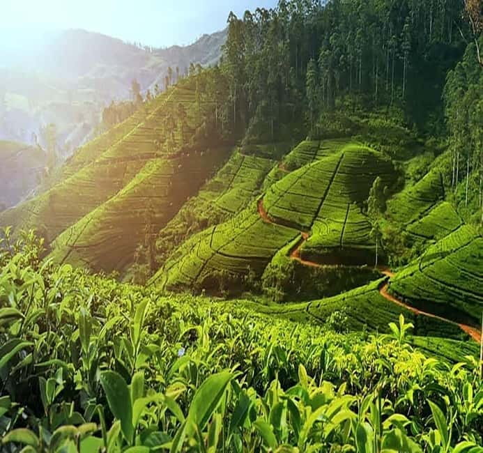 Nuwara Eliya Full day: 5Waterfalls, 2Tea Test & pick by TUK - Devon Falls and St. Clair Falls Along the Main Route