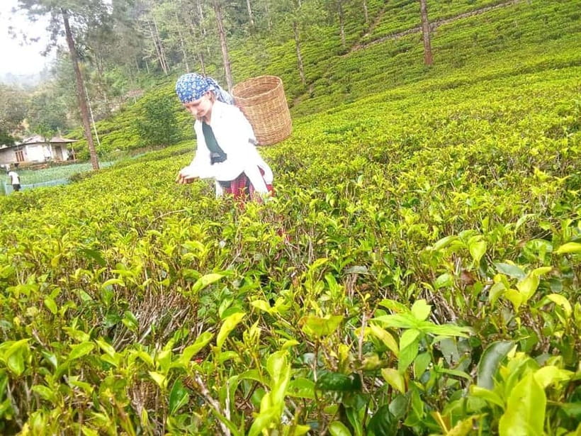 Nuwara Eliya Full day: 5Waterfalls, 2Tea Test & pick by TUK - Oak Ray Tea Factory and Museum